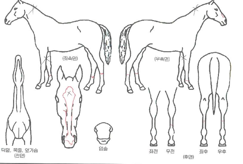 ����Ʈ�� ����,���,�޸�,�λ�,�ٸ��� Ư¡����