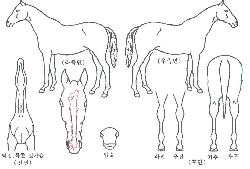 ºê¶ó¸¶Âù½ºÀÇ Ãø¸é,¿ì¸é,µÞ¸é,µÎ»ó,´Ù¸®ÀÇ Æ¯Â¡µµÇØ