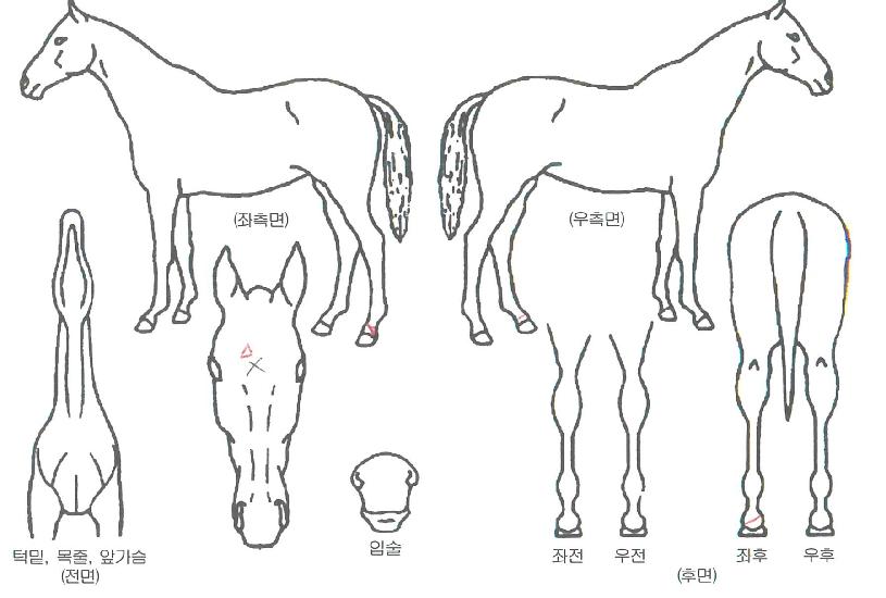 ����Ƽ���� ����,���,�޸�,�λ�,�ٸ��� Ư¡����