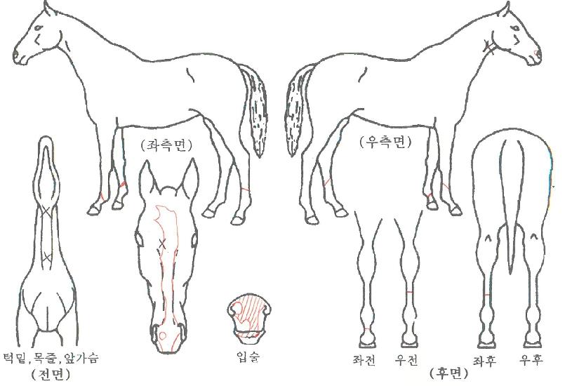 ��������ڸ��� ����,���,�޸�,�λ�,�ٸ��� Ư¡����