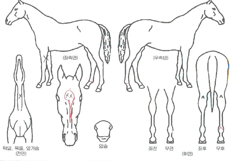 ºí·ç°¶·¯ÆÛÀÇ Ãø¸é,¿ì¸é,µÞ¸é,µÎ»ó,´Ù¸®ÀÇ Æ¯Â¡µµÇØ