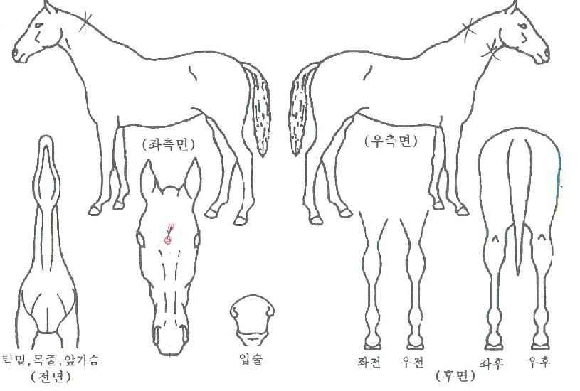 ÁÁÀº³ªµéÀÌÀÇ Ãø¸é,¿ì¸é,µÞ¸é,µÎ»ó,´Ù¸®ÀÇ Æ¯Â¡µµÇØ