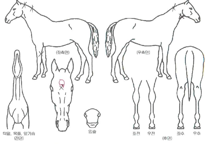 ¿¡Å¬·¹¾îÇ»¾îÀÇ Ãø¸é,¿ì¸é,µÞ¸é,µÎ»ó,´Ù¸®ÀÇ Æ¯Â¡µµÇØ