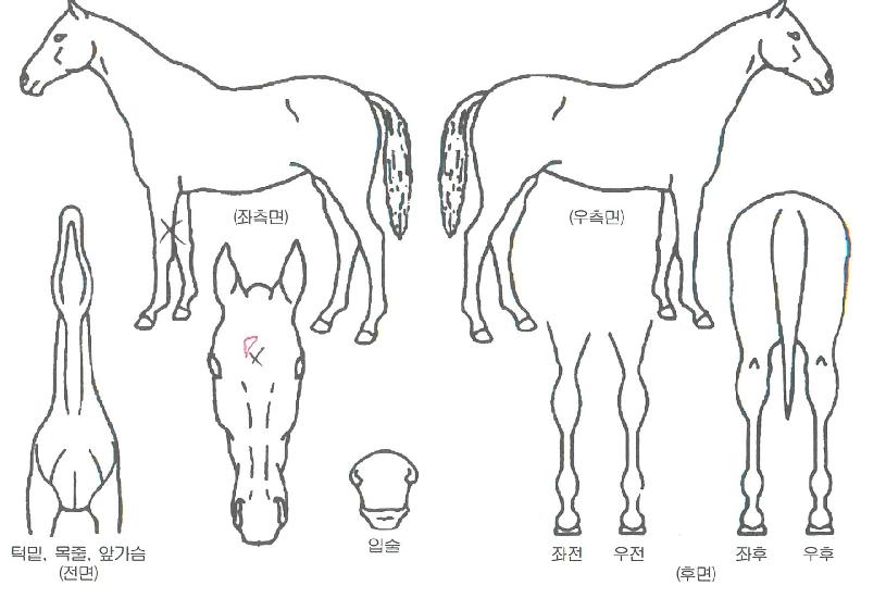 ���ӽ�ȭ�� ����,���,�޸�,�λ�,�ٸ��� Ư¡����