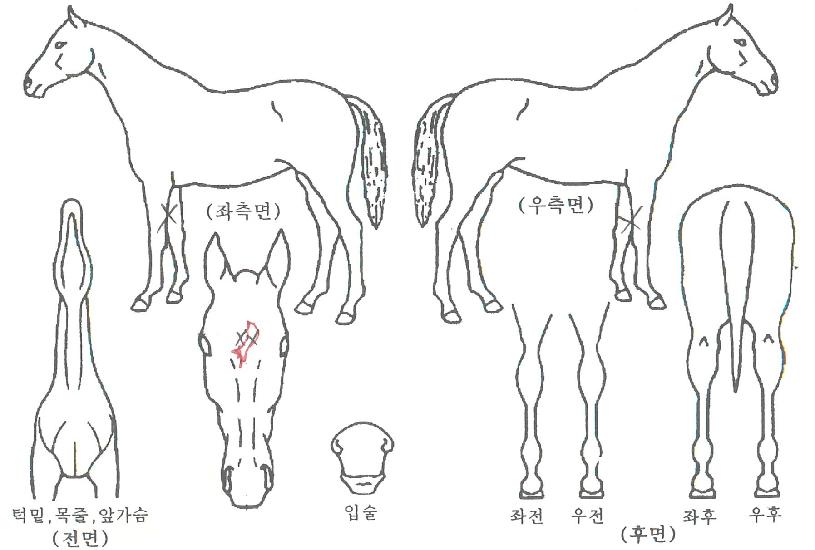 ���������Ʈ�ڸ��� ����,���,�޸�,�λ�,�ٸ��� Ư¡����