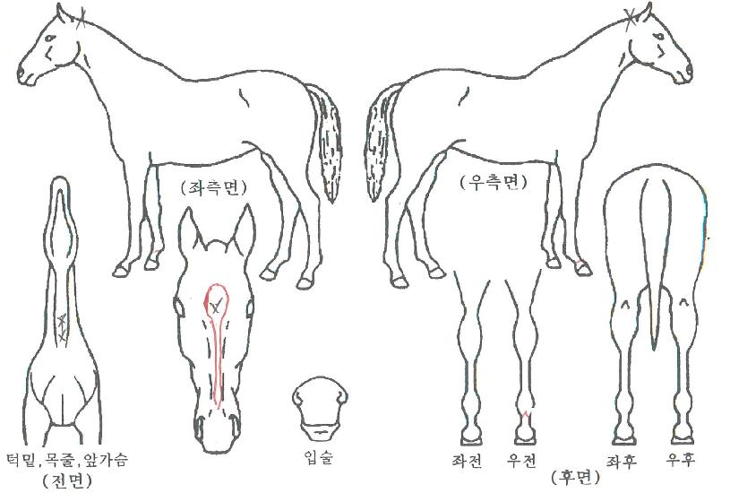 ¼¿ïŸÀ̰ÅÀÇ Ãø¸é,¿ì¸é,µÞ¸é,µÎ»ó,´Ù¸®ÀÇ Æ¯Â¡µµÇØ