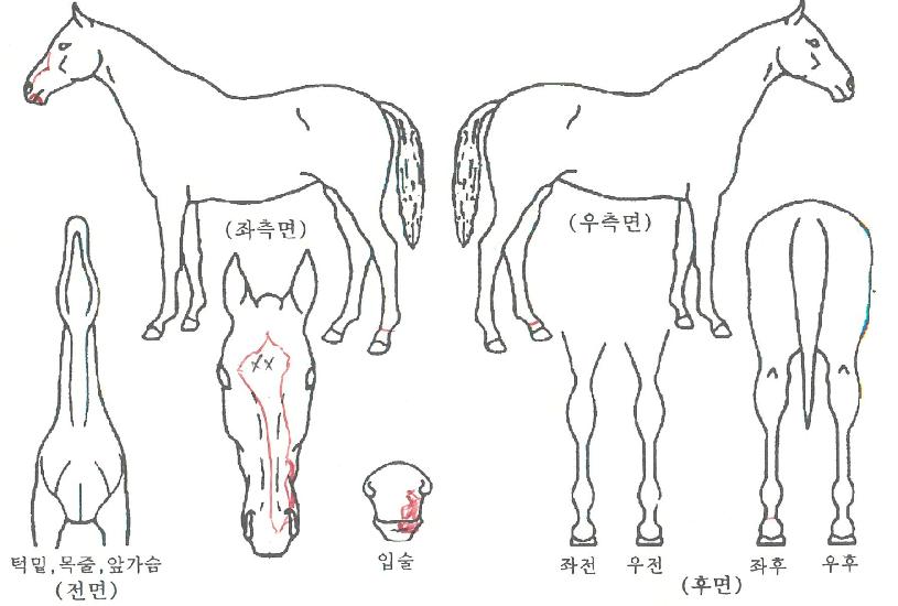 Ǫ¸¥¿©À屺ÀÇ Ãø¸é,¿ì¸é,µÞ¸é,µÎ»ó,´Ù¸®ÀÇ Æ¯Â¡µµÇØ