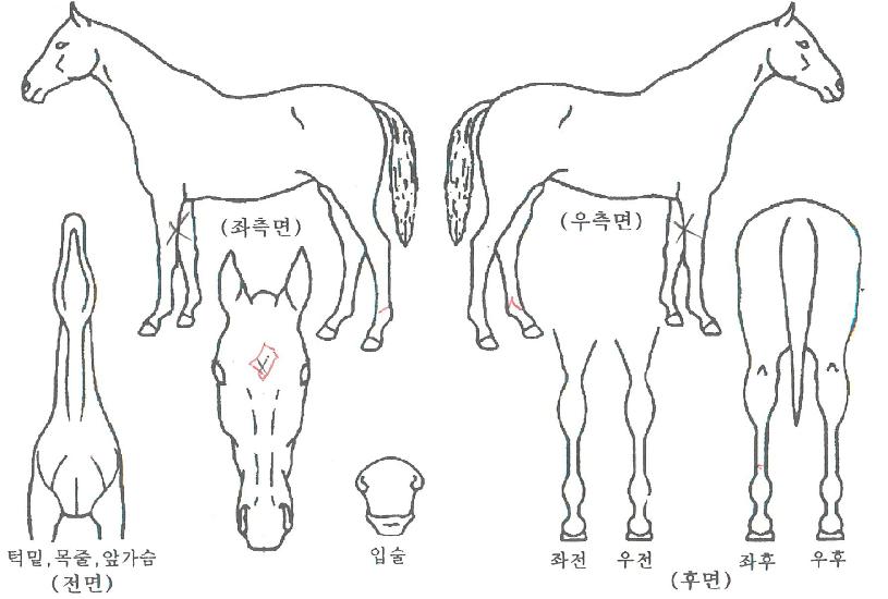 ���������ڸ��� ����,���,�޸�,�λ�,�ٸ��� Ư¡����