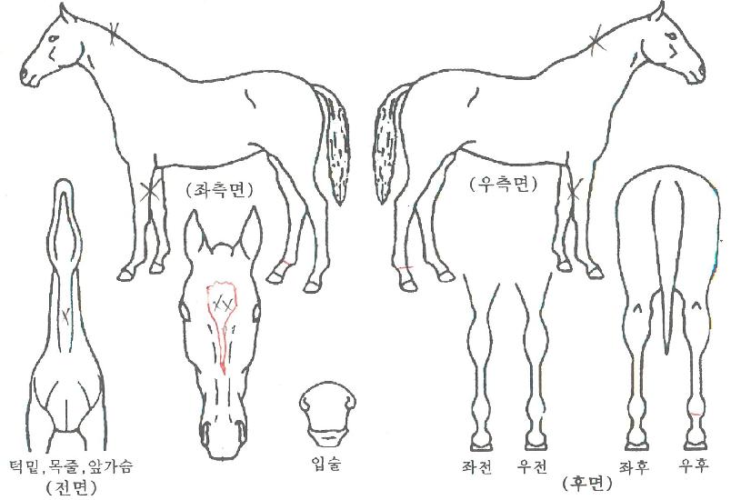 ´ÃǪ¸¥Â÷µ¹ÀÇ Ãø¸é,¿ì¸é,µÞ¸é,µÎ»ó,´Ù¸®ÀÇ Æ¯Â¡µµÇØ