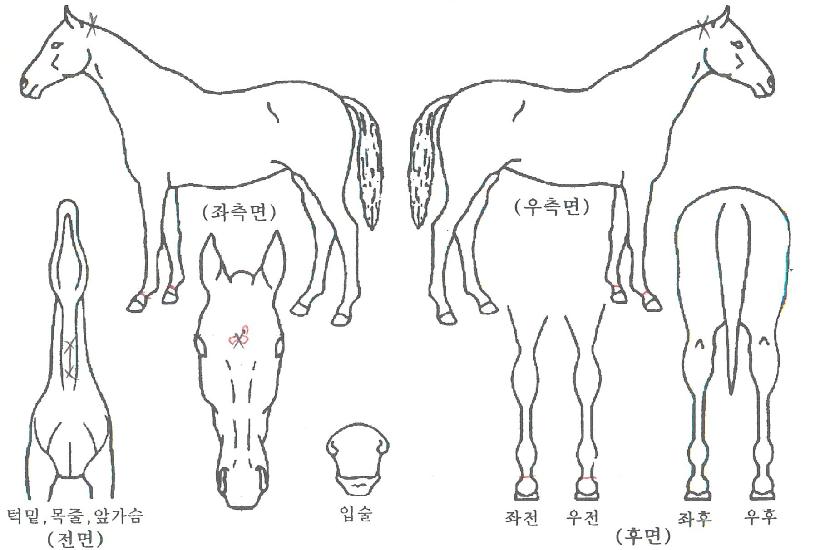 �۽�Ʈ������ ����,���,�޸�,�λ�,�ٸ��� Ư¡����