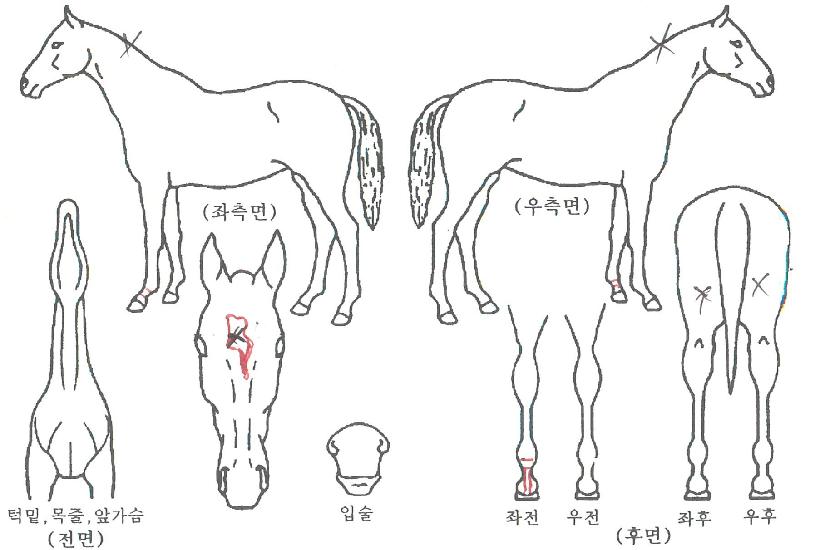 üÀ̹̽öÅÍÇöóÀÌÀÚ¸¶ÀÇ Ãø¸é,¿ì¸é,µÞ¸é,µÎ»ó,´Ù¸®ÀÇ Æ¯Â¡µµÇØ