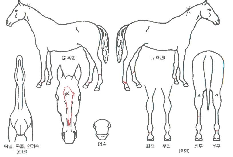 �̴���� ����,���,�޸�,�λ�,�ٸ��� Ư¡����