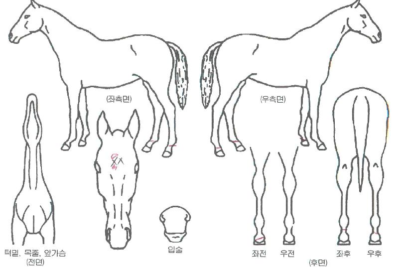 ´ÃǪ¸¥µå·¡°ïÀÇ Ãø¸é,¿ì¸é,µÞ¸é,µÎ»ó,´Ù¸®ÀÇ Æ¯Â¡µµÇØ