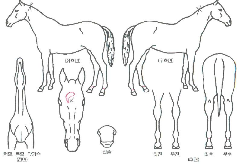 Çã´Ï·¯½ÃÀÇ Ãø¸é,¿ì¸é,µÞ¸é,µÎ»ó,´Ù¸®ÀÇ Æ¯Â¡µµÇØ