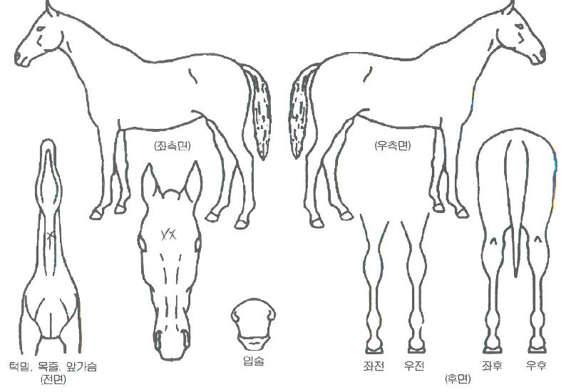 ½ºÅ¸ÇʵåÀÇ Ãø¸é,¿ì¸é,µÞ¸é,µÎ»ó,´Ù¸®ÀÇ Æ¯Â¡µµÇØ