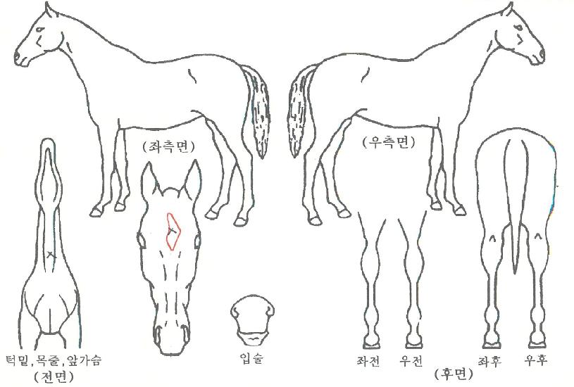 °ñµç»è½ºÀÚ¸¶ÀÇ Ãø¸é,¿ì¸é,µÞ¸é,µÎ»ó,´Ù¸®ÀÇ Æ¯Â¡µµÇØ