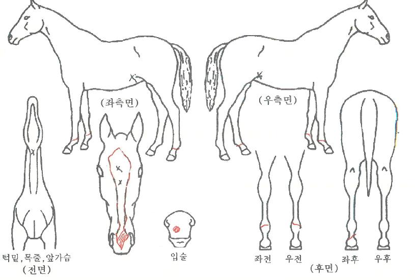 ÀÛÀºÅÊÅ©ÀÇ Ãø¸é,¿ì¸é,µÞ¸é,µÎ»ó,´Ù¸®ÀÇ Æ¯Â¡µµÇØ