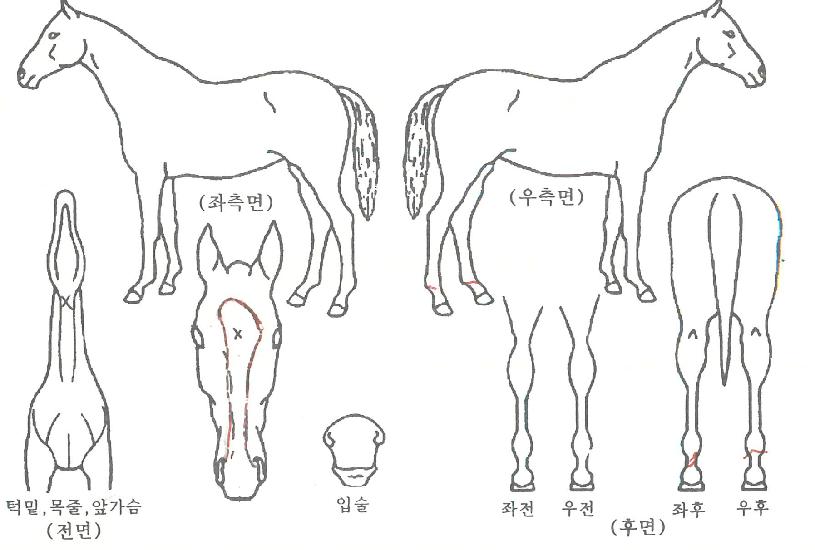 �ູ������ ����,���,�޸�,�λ�,�ٸ��� Ư¡����