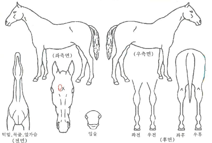 ŸÀ̾²ÀÚ¸¶ÀÇ Ãø¸é,¿ì¸é,µÞ¸é,µÎ»ó,´Ù¸®ÀÇ Æ¯Â¡µµÇØ