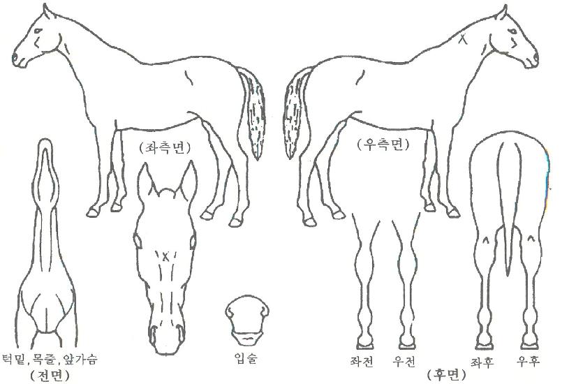 ·ÏÇϵå´ÙÀ̾ÆÀÇ Ãø¸é,¿ì¸é,µÞ¸é,µÎ»ó,´Ù¸®ÀÇ Æ¯Â¡µµÇØ