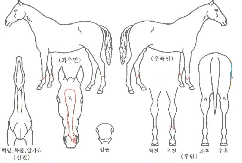 �޴Ͻ�ī���� ����,���,�޸�,�λ�,�ٸ��� Ư¡����