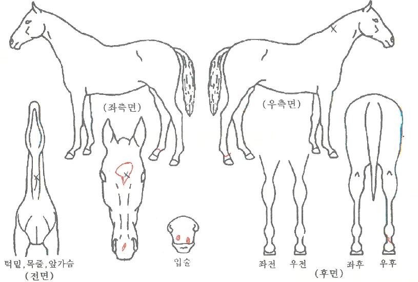 ȣũµ¥ÀÌÀÇ Ãø¸é,¿ì¸é,µÞ¸é,µÎ»ó,´Ù¸®ÀÇ Æ¯Â¡µµÇØ