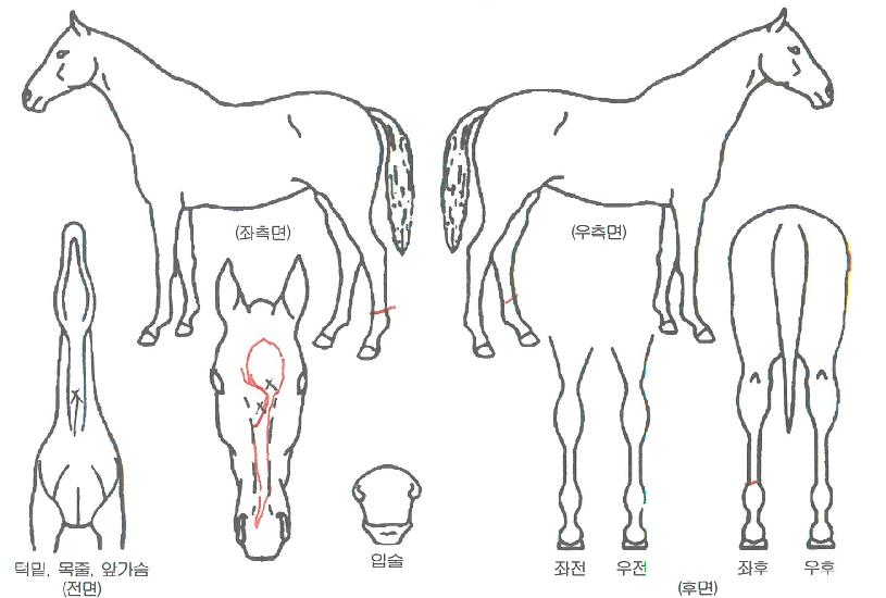 ¼Ò¿À¸®Áö³ÎÀÚ¸¶ÀÇ Ãø¸é,¿ì¸é,µÞ¸é,µÎ»ó,´Ù¸®ÀÇ Æ¯Â¡µµÇØ