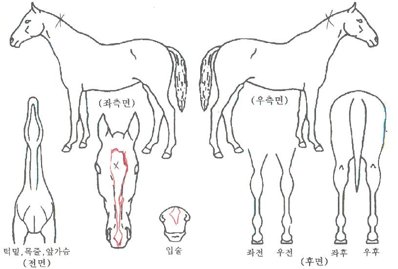 �޴Ϻ극�̽��� ����,���,�޸�,�λ�,�ٸ��� Ư¡����