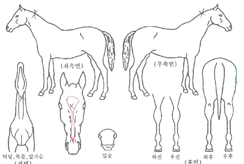 ½´ÆÛµð¹ÙÀÇ Ãø¸é,¿ì¸é,µÞ¸é,µÎ»ó,´Ù¸®ÀÇ Æ¯Â¡µµÇØ