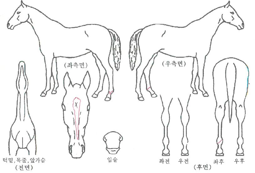 ·ÏÆ®·¹ÀÎÀÇ Ãø¸é,¿ì¸é,µÞ¸é,µÎ»ó,´Ù¸®ÀÇ Æ¯Â¡µµÇØ