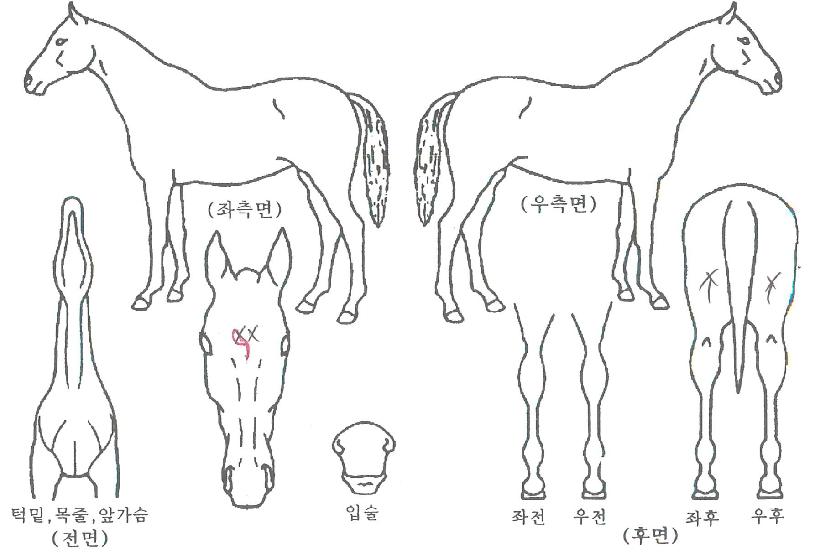 ¿¡À̽º¼¼ºìÀÇ Ãø¸é,¿ì¸é,µÞ¸é,µÎ»ó,´Ù¸®ÀÇ Æ¯Â¡µµÇØ