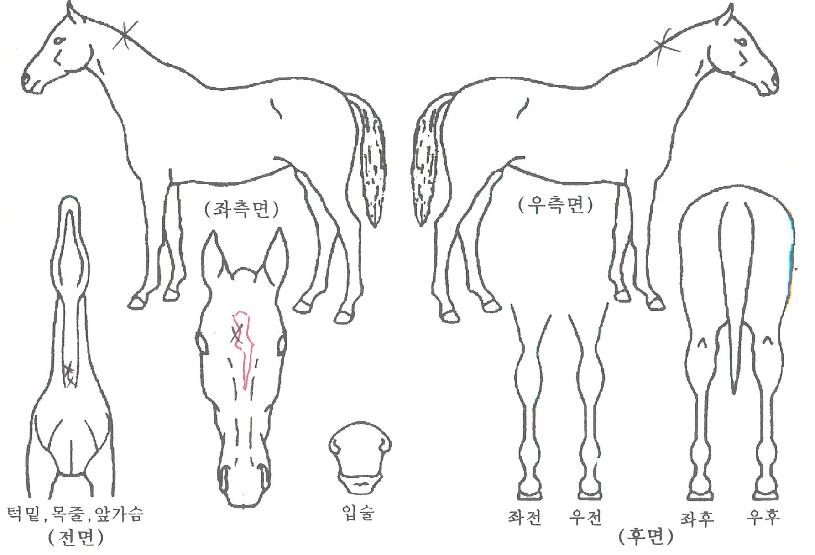 »ù¾ÆÀÌ¿¥ÀÚ¸¶ÀÇ Ãø¸é,¿ì¸é,µÞ¸é,µÎ»ó,´Ù¸®ÀÇ Æ¯Â¡µµÇØ