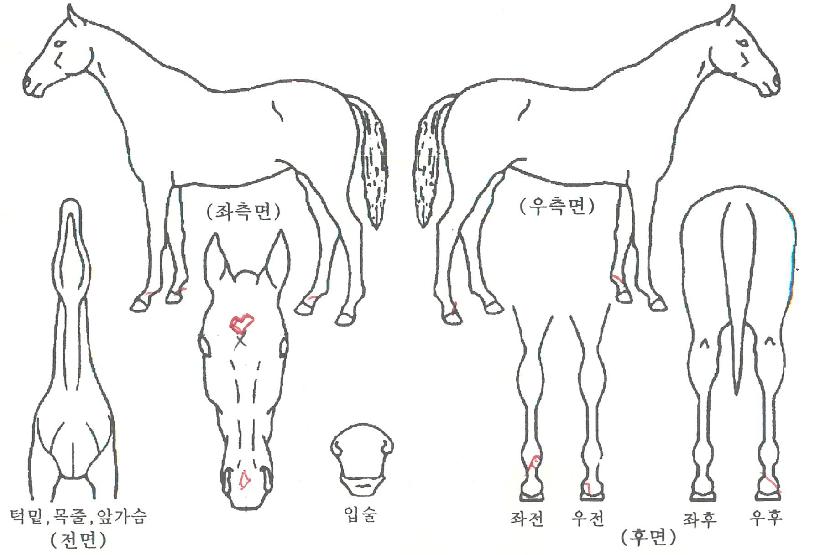 »ûº°»ç¶ûÀÚ¸¶ÀÇ Ãø¸é,¿ì¸é,µÞ¸é,µÎ»ó,´Ù¸®ÀÇ Æ¯Â¡µµÇØ