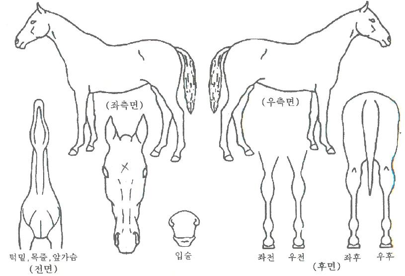 Ʈ�����Ŀ��� ����,���,�޸�,�λ�,�ٸ��� Ư¡����