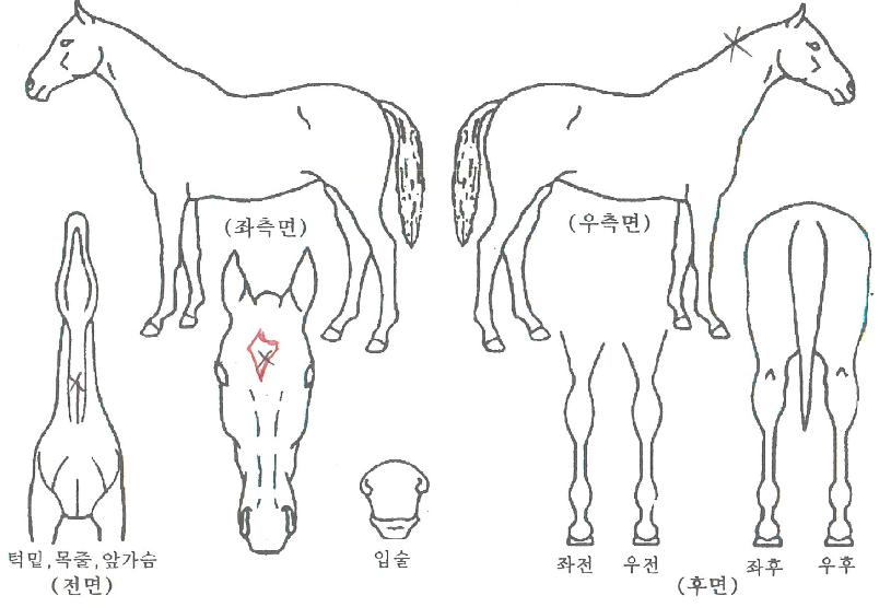 ��Ÿ��ƽ����� ����,���,�޸�,�λ�,�ٸ��� Ư¡����