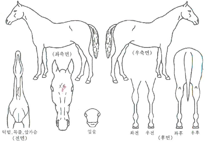 ��Ÿ����� ����,���,�޸�,�λ�,�ٸ��� Ư¡����