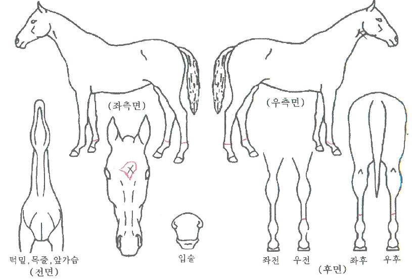 ����������� ����,���,�޸�,�λ�,�ٸ��� Ư¡����