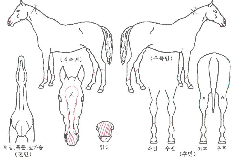 û´ãºÒÆÐÀÇ Ãø¸é,¿ì¸é,µÞ¸é,µÎ»ó,´Ù¸®ÀÇ Æ¯Â¡µµÇØ