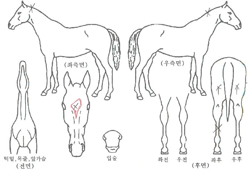 ¸ÞÀÌÇÃŬ·¡½ÄÀÇ Ãø¸é,¿ì¸é,µÞ¸é,µÎ»ó,´Ù¸®ÀÇ Æ¯Â¡µµÇØ