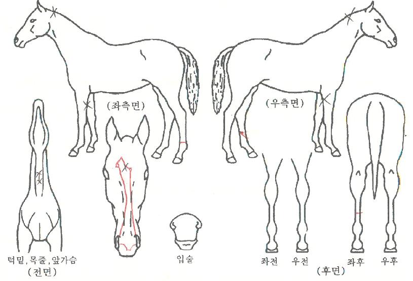 ·¡ÄÅͺêÀÌÀÇ Ãø¸é,¿ì¸é,µÞ¸é,µÎ»ó,´Ù¸®ÀÇ Æ¯Â¡µµÇØ