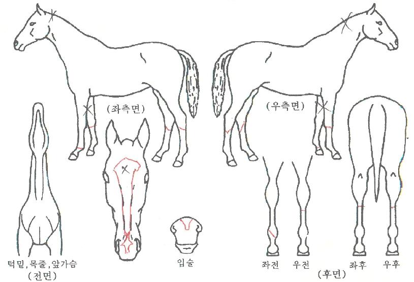 ¸µ¿ÀºêÇöó¿öÁîÀÚ¸¶ÀÇ Ãø¸é,¿ì¸é,µÞ¸é,µÎ»ó,´Ù¸®ÀÇ Æ¯Â¡µµÇØ