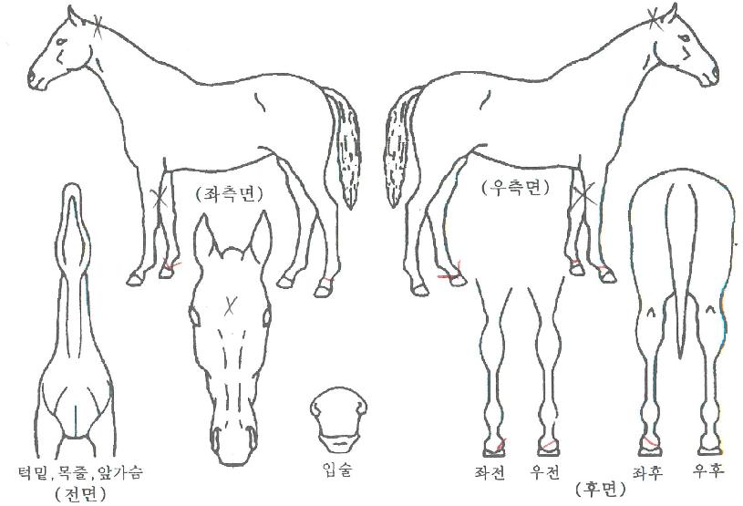 ±¤Ç³¿©Àü»çÀÇ Ãø¸é,¿ì¸é,µÞ¸é,µÎ»ó,´Ù¸®ÀÇ Æ¯Â¡µµÇØ