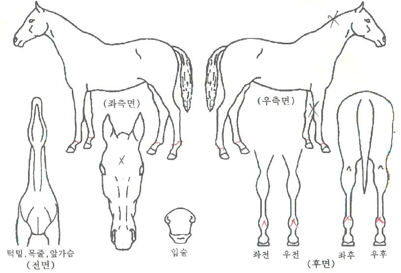 ÇÇ¿¡½º¿øÀÇ Ãø¸é,¿ì¸é,µÞ¸é,µÎ»ó,´Ù¸®ÀÇ Æ¯Â¡µµÇØ