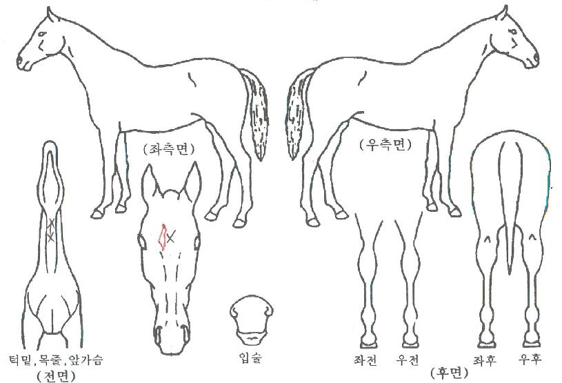 ¾Æ¸®¾ßÀÇ Ãø¸é,¿ì¸é,µÞ¸é,µÎ»ó,´Ù¸®ÀÇ Æ¯Â¡µµÇØ