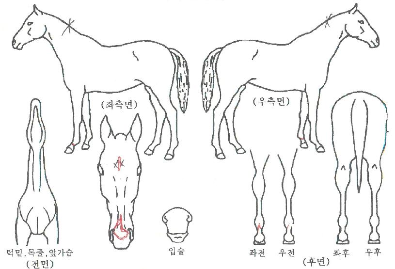 ·Î¿ÃÖ°íÀÇ Ãø¸é,¿ì¸é,µÞ¸é,µÎ»ó,´Ù¸®ÀÇ Æ¯Â¡µµÇØ