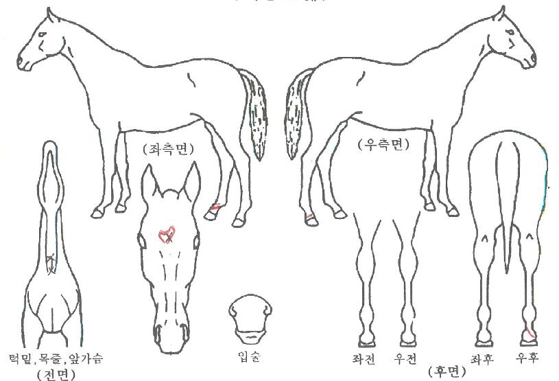 ����۽�Ʈ�� ����,���,�޸�,�λ�,�ٸ��� Ư¡����