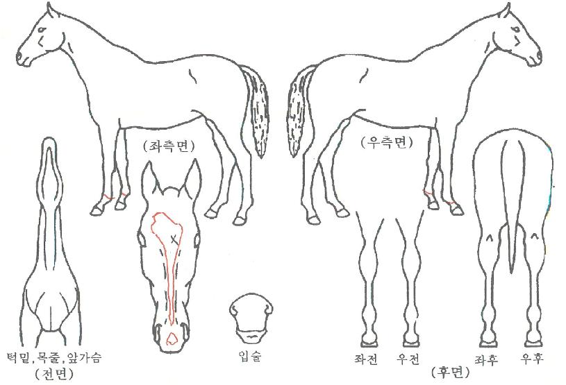 ¸Þ´ÏÆ÷½º¿øÀÇ Ãø¸é,¿ì¸é,µÞ¸é,µÎ»ó,´Ù¸®ÀÇ Æ¯Â¡µµÇØ