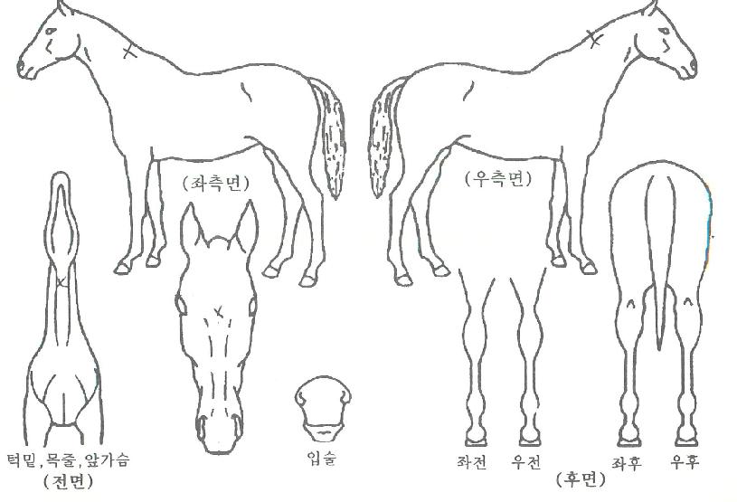 õºûÀÇ Ãø¸é,¿ì¸é,µÞ¸é,µÎ»ó,´Ù¸®ÀÇ Æ¯Â¡µµÇØ