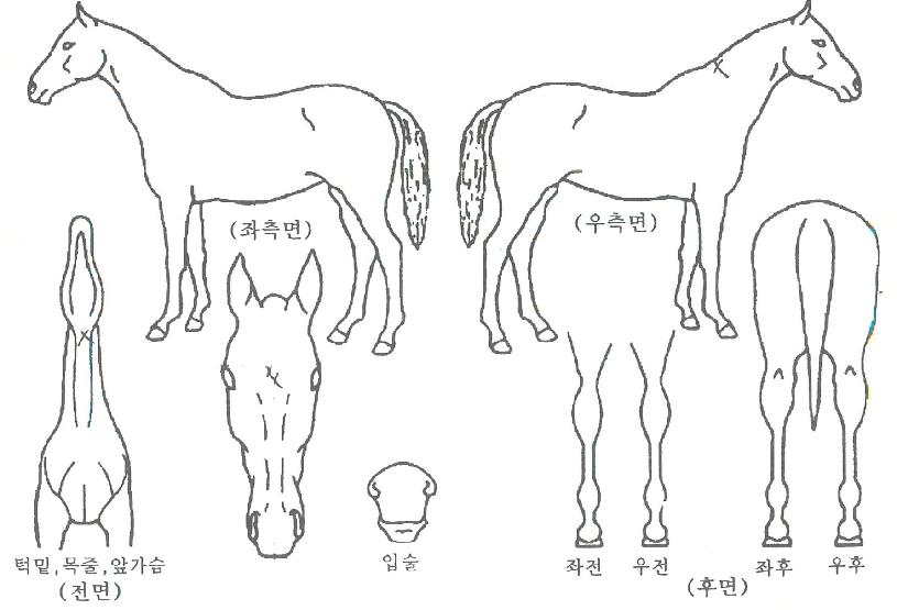 ���ǽ����� ����,���,�޸�,�λ�,�ٸ��� Ư¡����