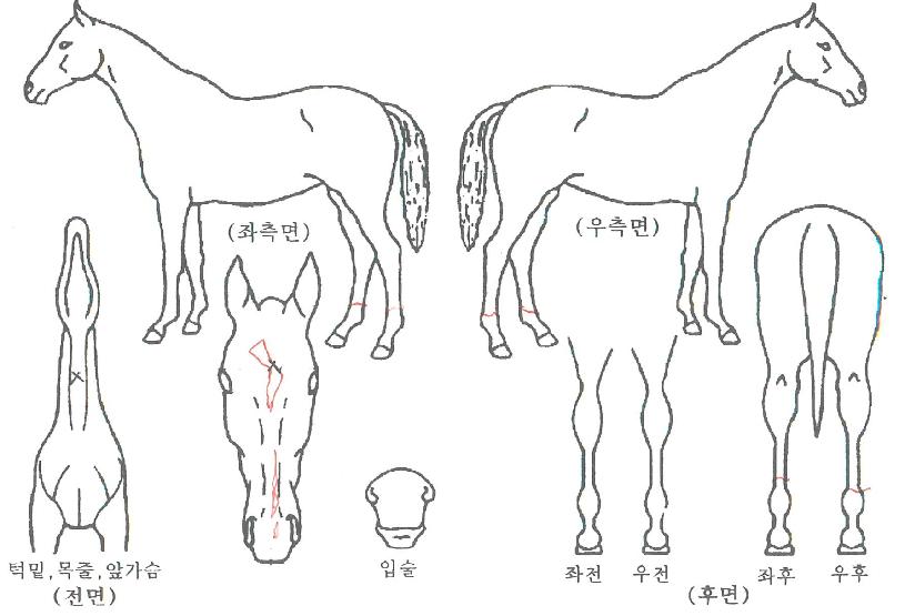 ����Ÿ�׷��� ����,���,�޸�,�λ�,�ٸ��� Ư¡����